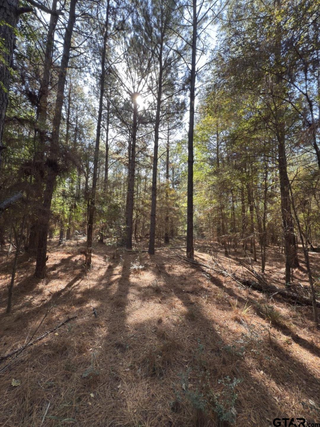 Tbd-b Boggy Road Waskom, TX 75692 - Photo 5 of 12 a view of forest with trees