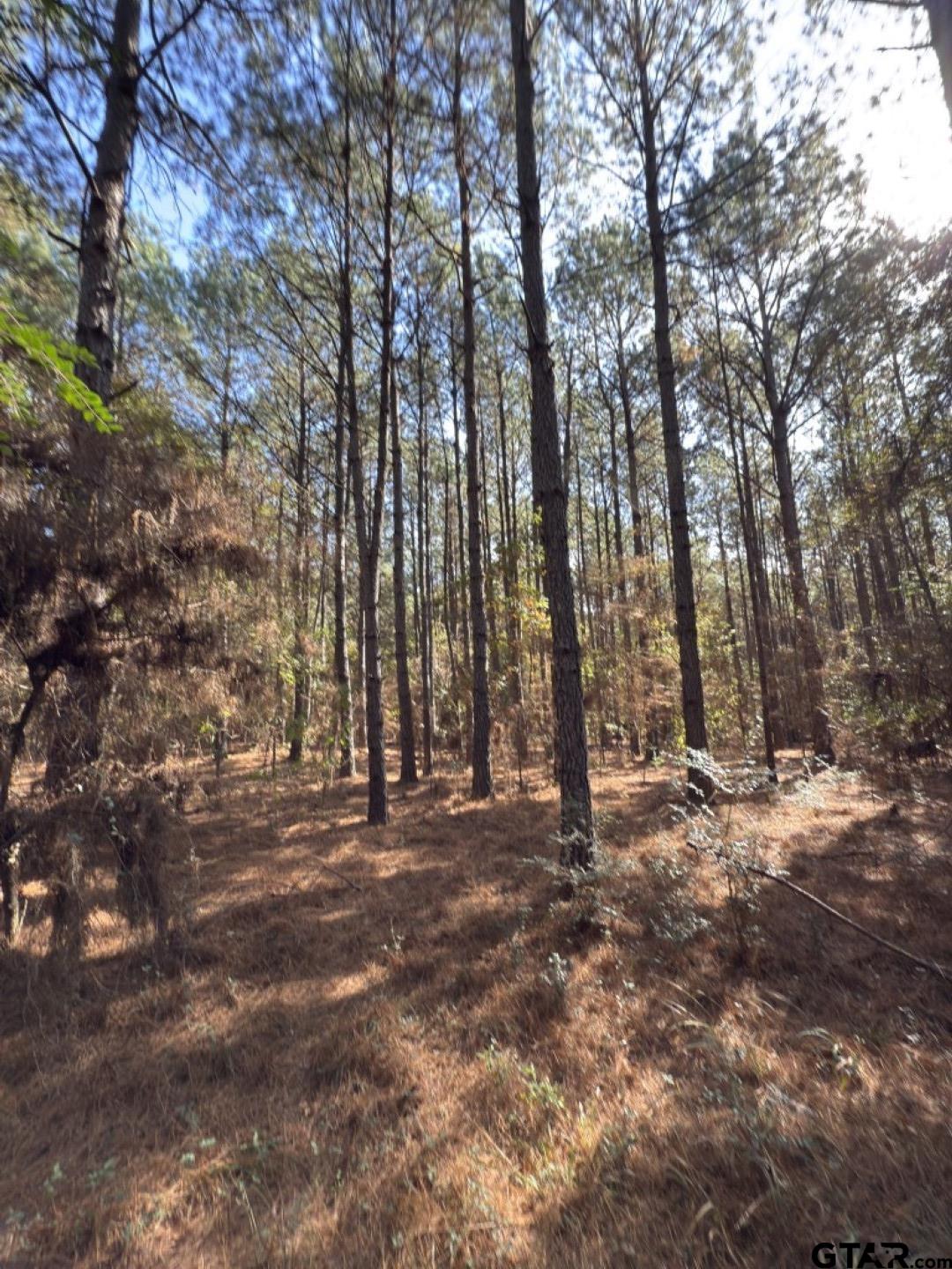 Tbd-b Boggy Road Waskom, TX 75692 - Photo 10 of 12 a view of outdoor space with trees