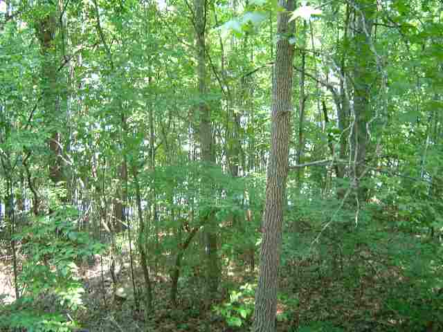 217 Cochran Road Clemson, SC 29631 - Photo 6 of 9 Gallery Image 6