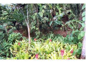 6686 Flamingo Court Melbourne Village, FL 32904 - Photo 11 of 12 a view of a garden with a tree