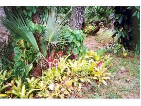 6686 Flamingo Court Melbourne Village, FL 32904 - Photo 12 of 12 a close up of a plant with a plant