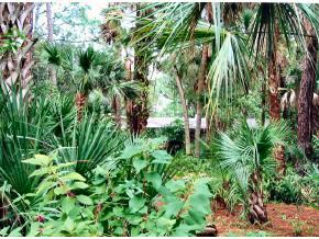 6686 Flamingo Court Melbourne Village, FL 32904 - Photo 5 of 12 a backyard of a house with lots of green space