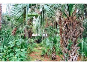 6686 Flamingo Court Melbourne Village, FL 32904 - Photo 7 of 12 a close up of a plant
