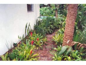 6686 Flamingo Court Melbourne Village, FL 32904 - Photo 8 of 12 a close up of a plant in a garden
