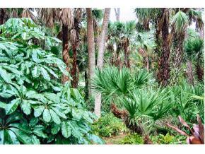 6686 Flamingo Court Melbourne Village, FL 32904 - Photo 9 of 12 a view of a plant in a garden