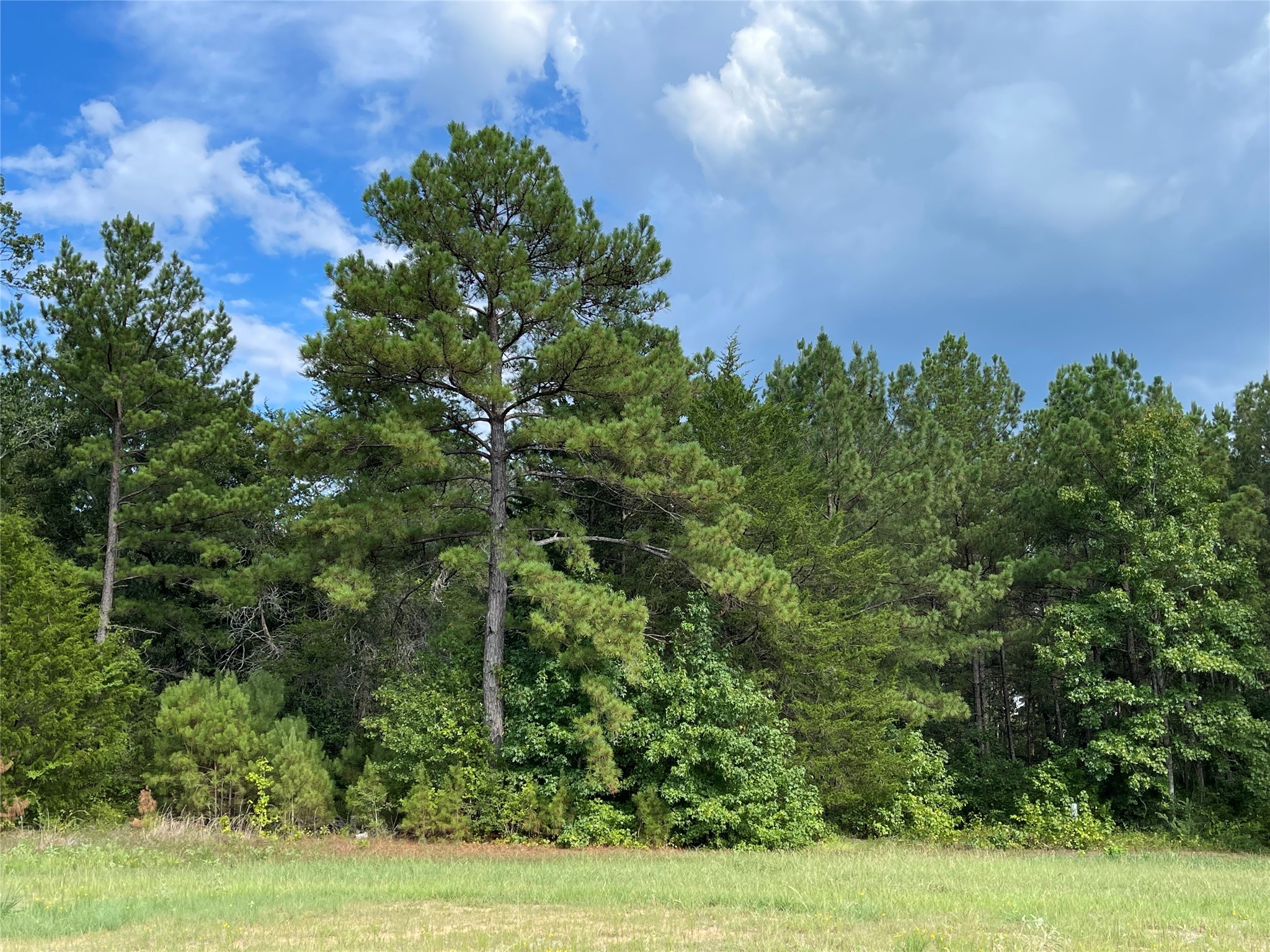 10891 Ruger Road Willis, TX 77378 - Photo 10 of 17