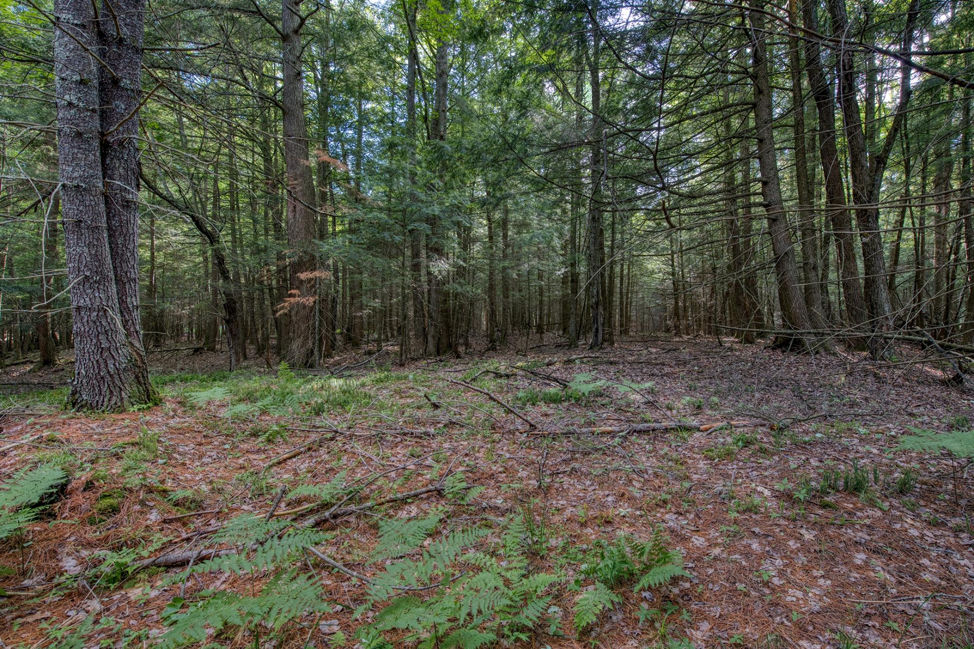 Lot 5 Fourmile Creek Road Three Lakes, WI 54562 - Photo 13 of 15 Gallery Image 13