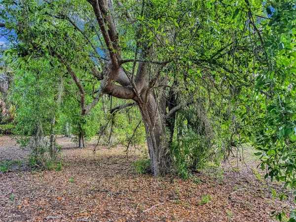 a view of a field with a tree
