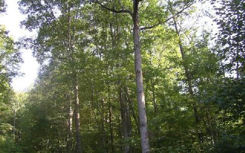 Lot 5 Meadow Woods Blue Ridge Blue Ridge, GA 30513 - Photo 1 of 1 Main View
