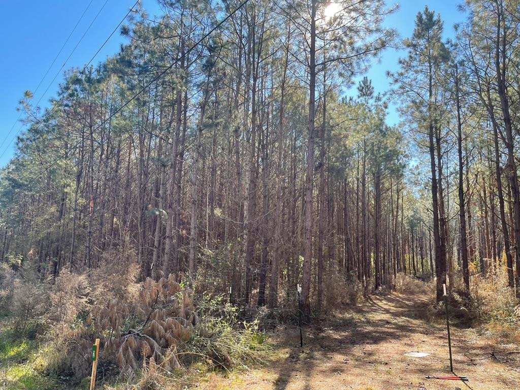 Lot 2 Cr Connerly Road Kokomo, MS 39643 - Photo 1 of 8 Main View