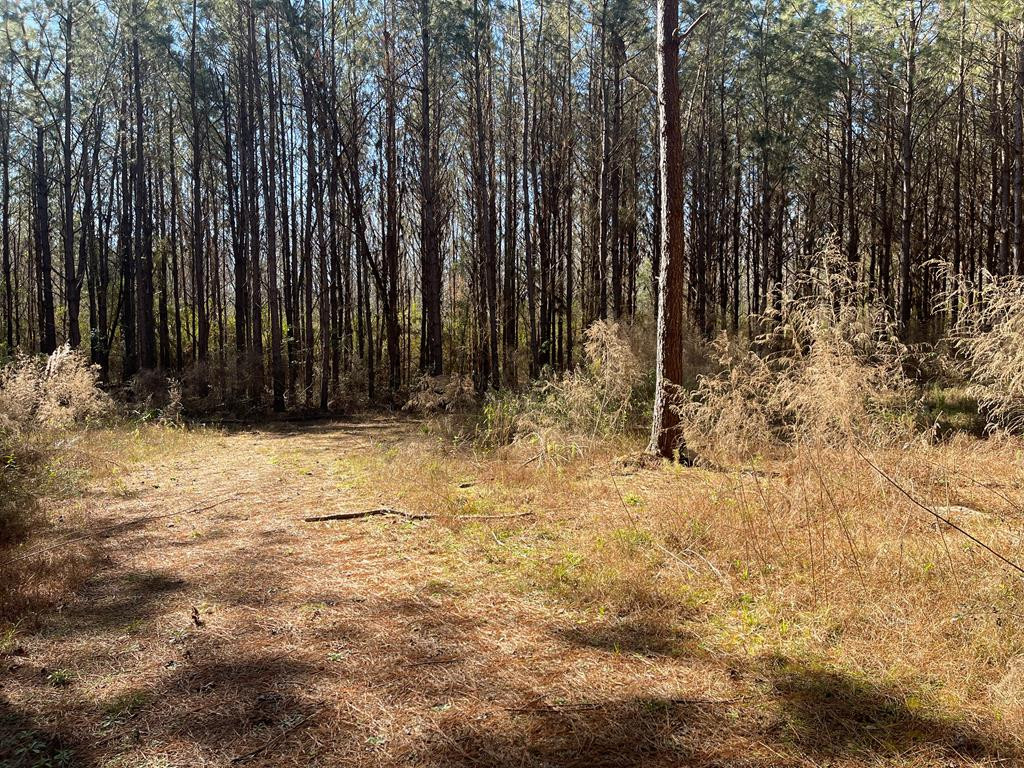 Lot 2 Cr Connerly Road Kokomo, MS 39643 - Photo 8 of 8 Photo 8