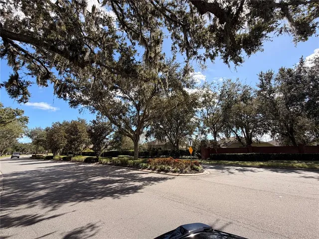 a street view with large trees