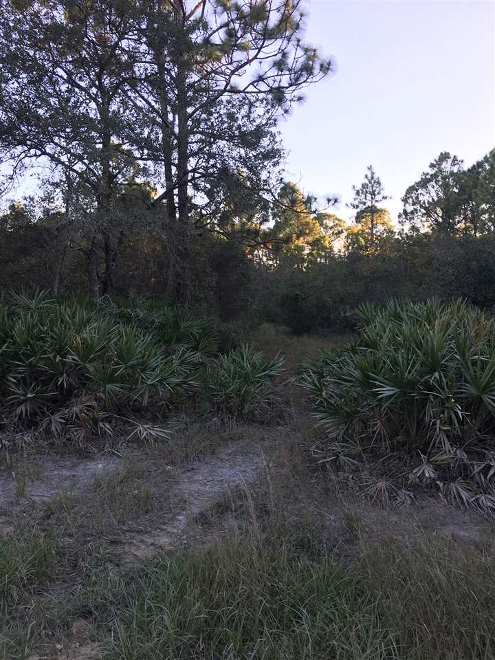 Yates Creek Road Perry, FL 32348 - Photo 3 of 11 Gallery Image 3