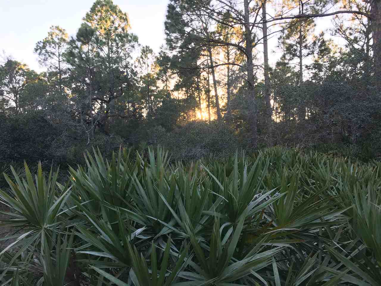 Yates Creek Road Perry, FL 32348 - Photo 5 of 11 Gallery Image 5