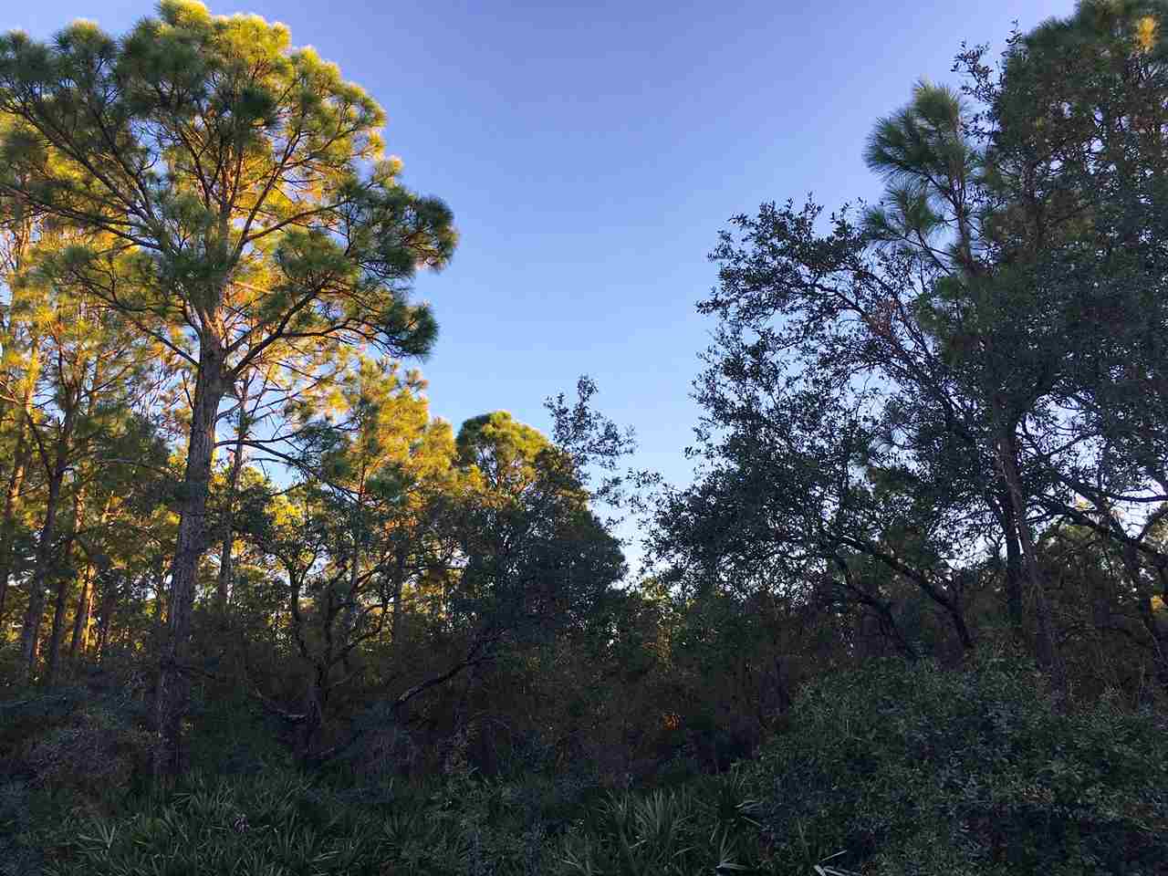 Yates Creek Road Perry, FL 32348 - Photo 10 of 11 Gallery Image 10