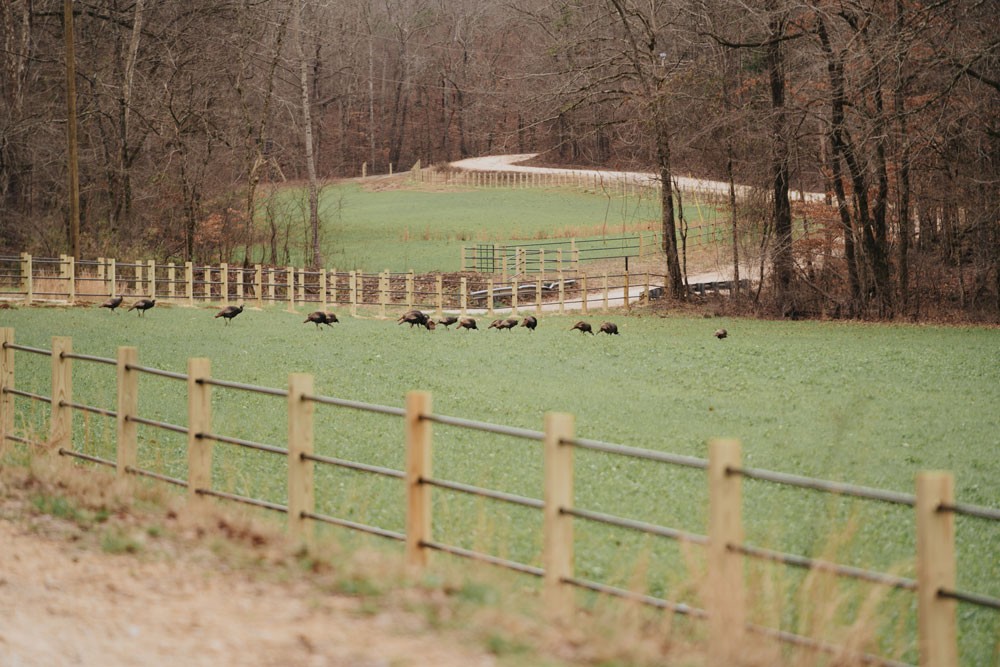 3105 Coy Hill Road Olivehill, TN 38475 - Photo 93 of 100