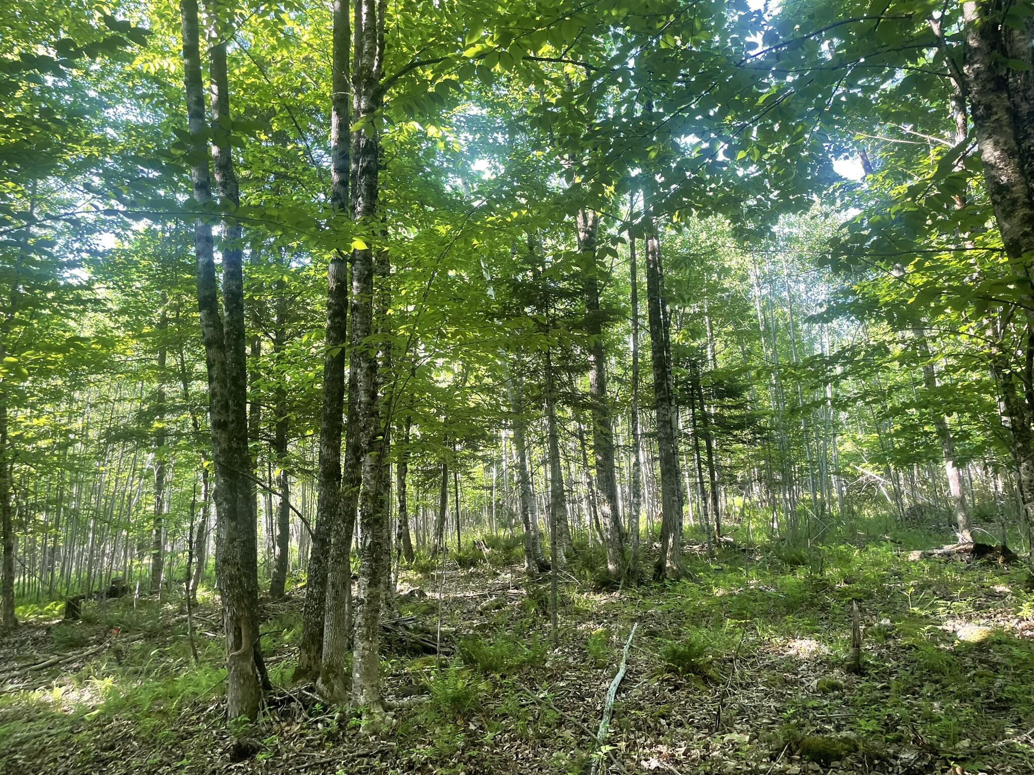 0 Macomber Road Readfield, ME 04355 - Photo 50 of 61 IMG_5685