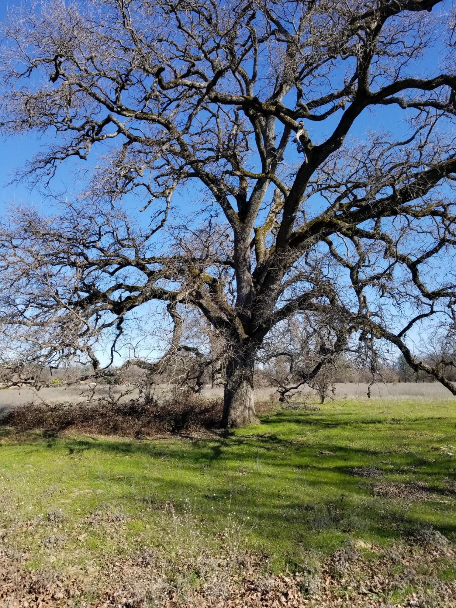 8.83 Acres Oak Run Road Oak Run, CA 96069 - Photo 14 of 19 20200218_111820