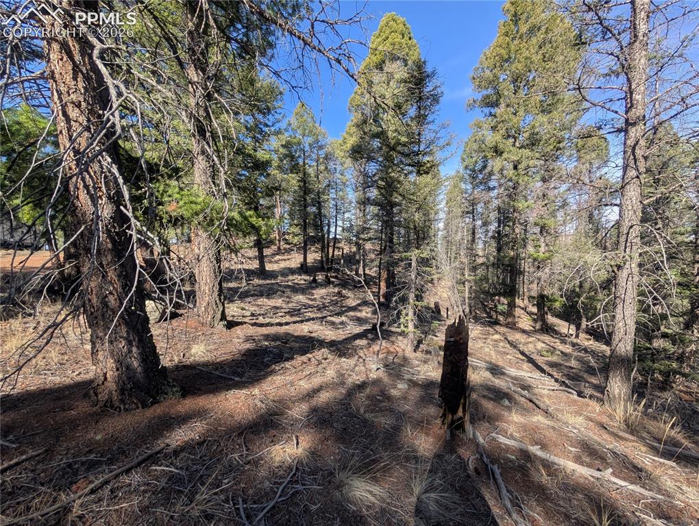 1176 Trail Creek Road Lake George, CO 80827 - Photo 22 of 34