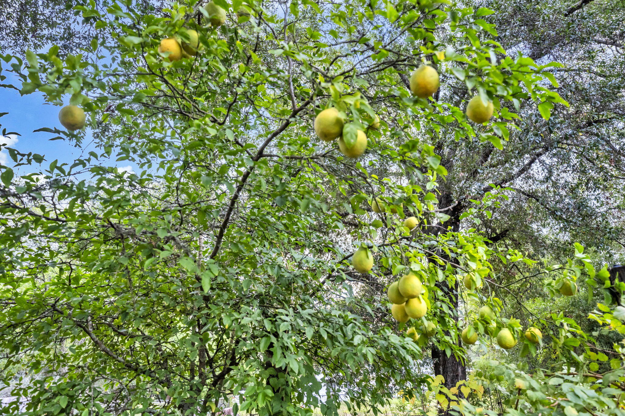 226 South 19th Street DeFuniak Springs, FL 32435 - Photo 46 of 46 a view of a tree in a backyard