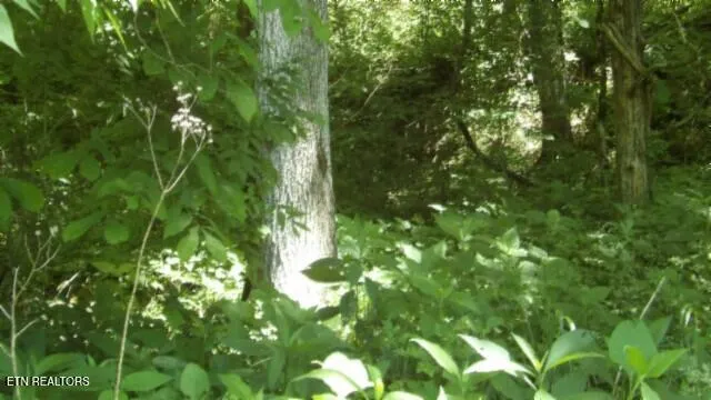 $749,900 | 0 Brimstone Creek Road, Moss, TN 38575