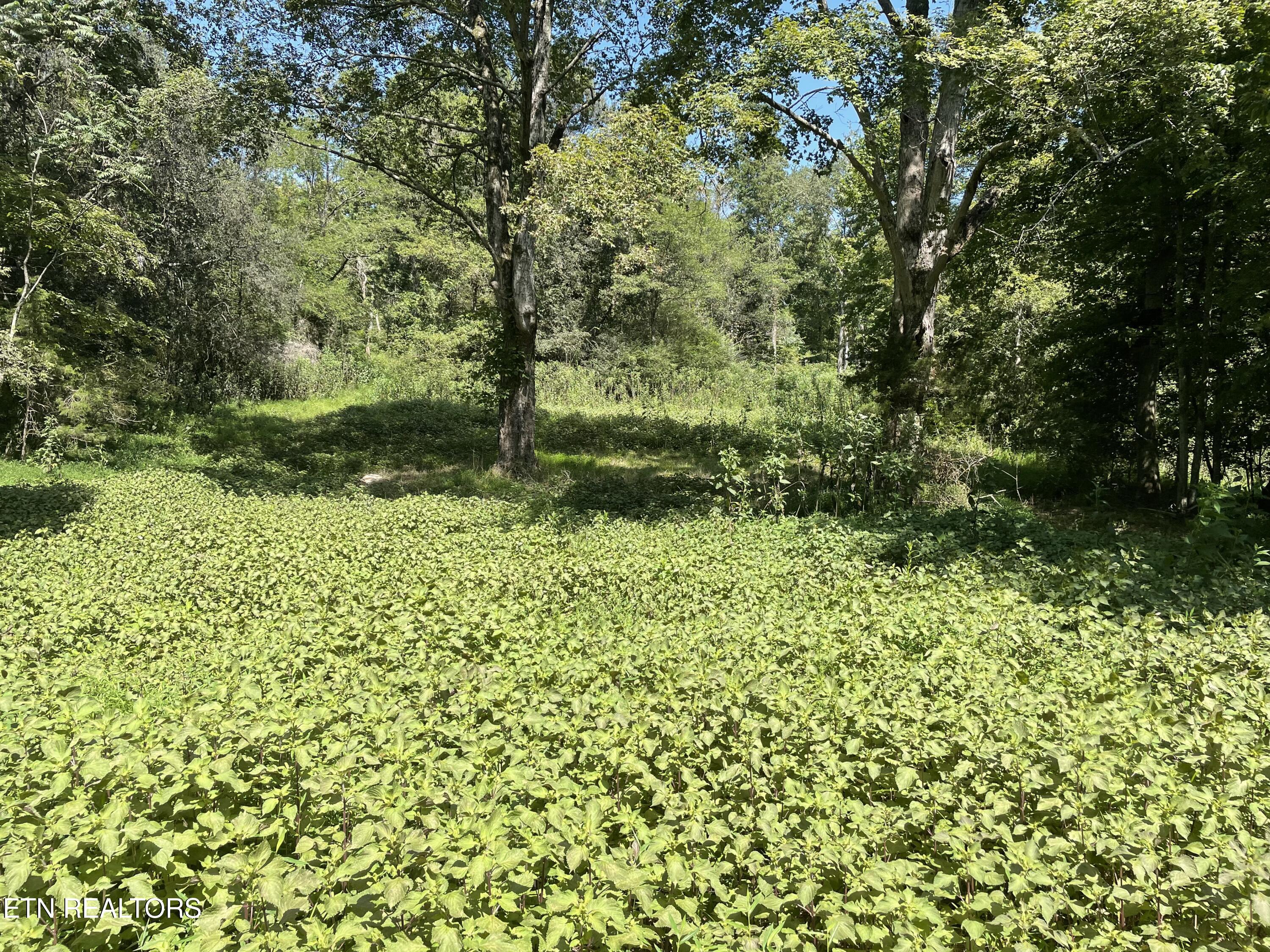 Valley Road Loudon, TN 37774 - Photo 6 of 12 IMG_9107