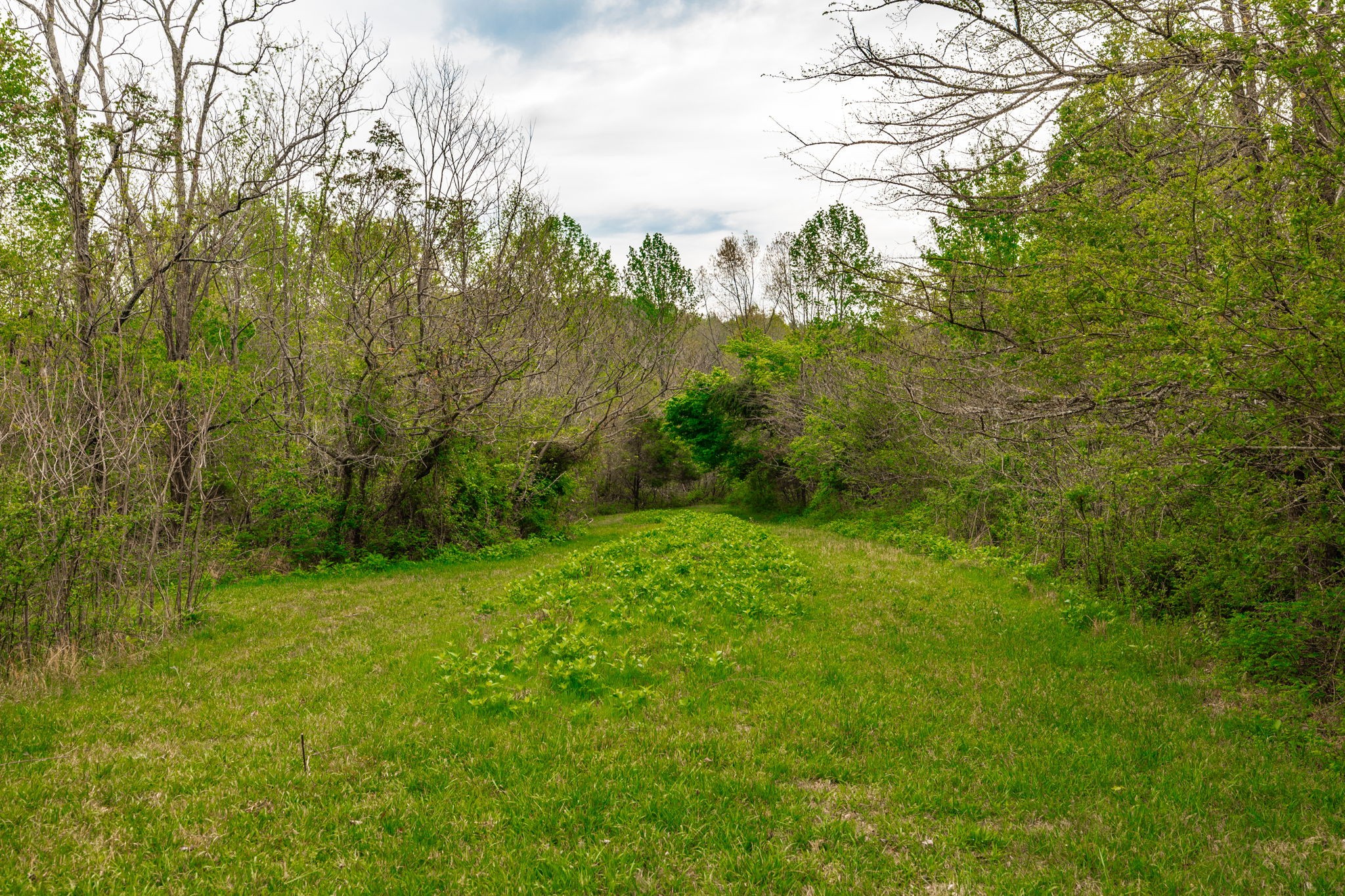 1103 Johnny Spears Road Westmoreland, TN 37186 - Photo 78 of 100 a view of a field of grass and trees