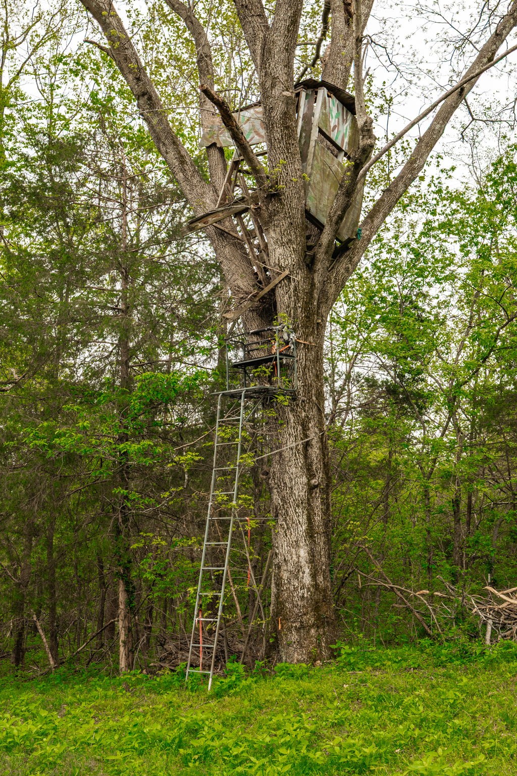 1103 Johnny Spears Road Westmoreland, TN 37186 - Photo 84 of 100 a view of a tall building with a big yard and large trees