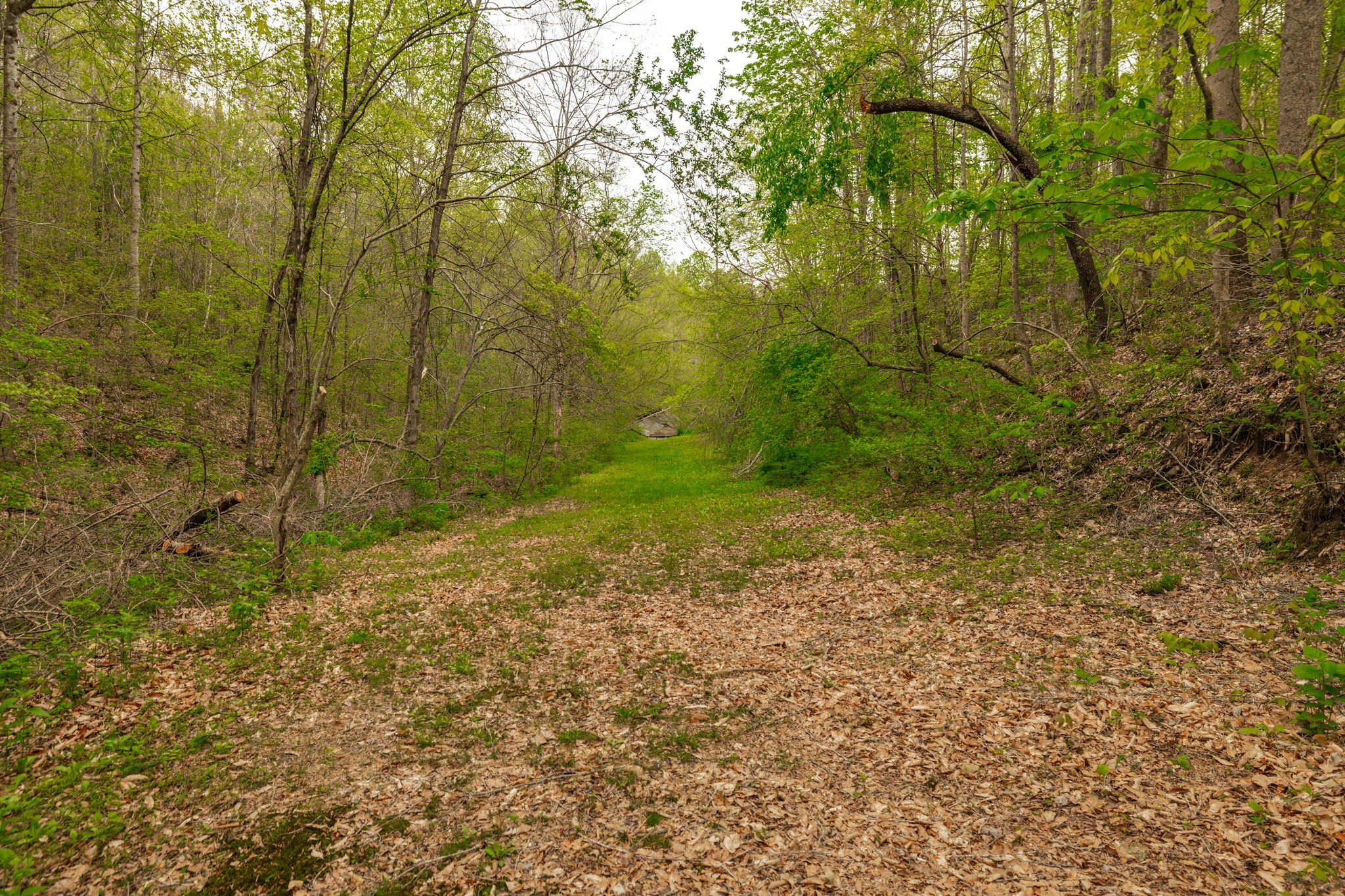 1103 Johnny Spears Road Westmoreland, TN 37186 - Photo 87 of 100 a view of a yard with trees in the background