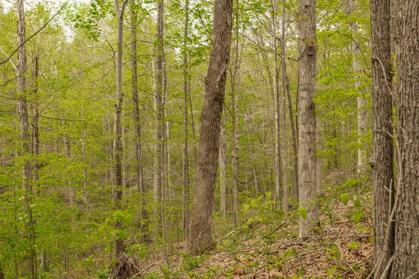 $899,900 | 1103 Johnny Spears Road, Westmoreland, TN 37186
