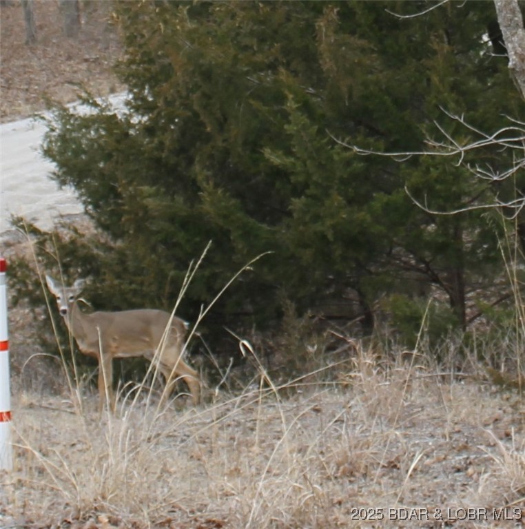 Anne Drive, Unit 1781 Edwards, MO 65326 - Photo 4 of 10 Plenty of wildlife to enjoy watching