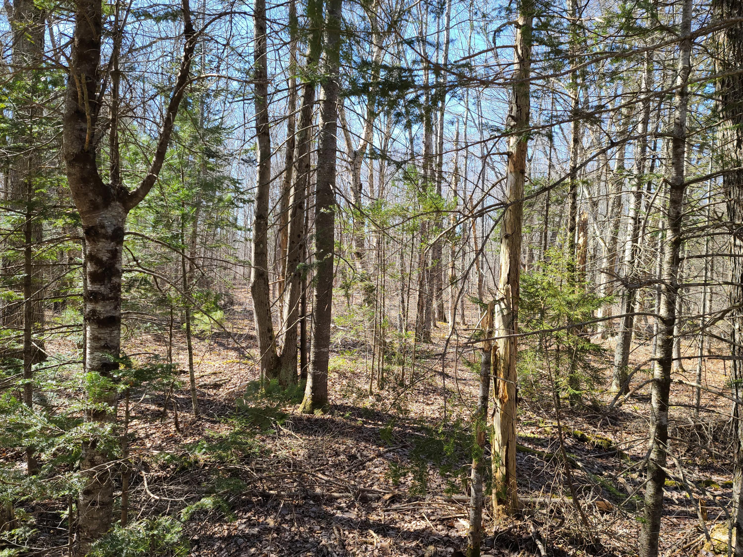 0 Old County Road Searsport, ME 04974 - Photo 11 of 21 2021-03-19 13.52.43