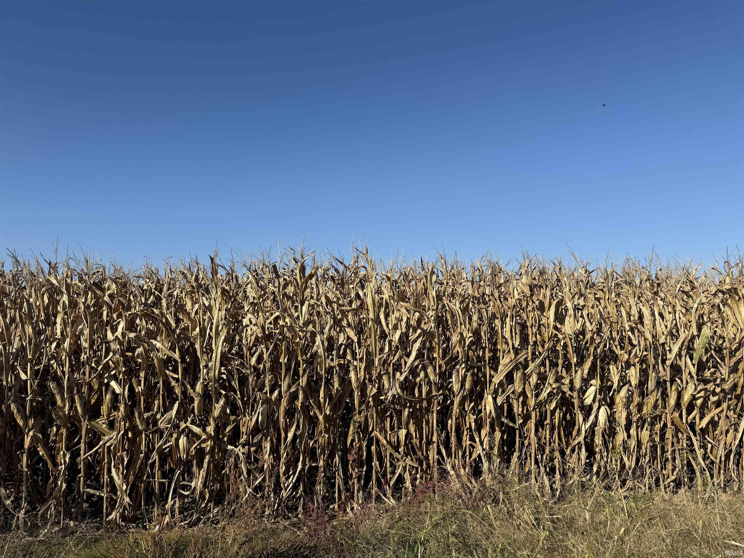 0 Mann Haubstadt, IN 47639 - Photo 4 of 4