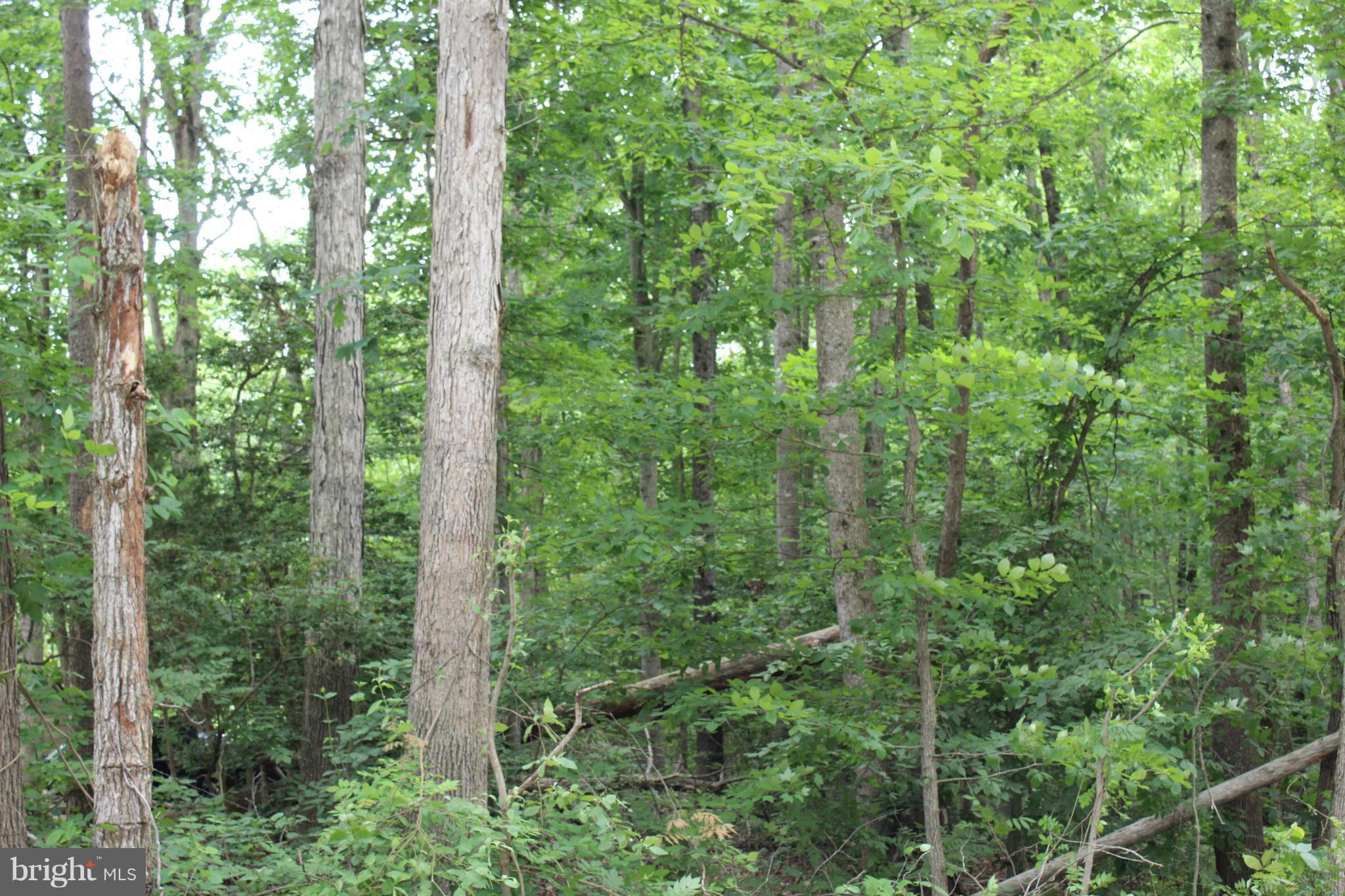 27 Marsh Road Fredericksburg, VA 22406 - Photo 5 of 24 Beautiful Hardwoods on 6.5 Acres