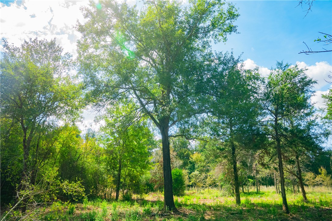 12608 Red Hill Road Hearne, TX 77859 - Photo 11 of 11 a picture of tree