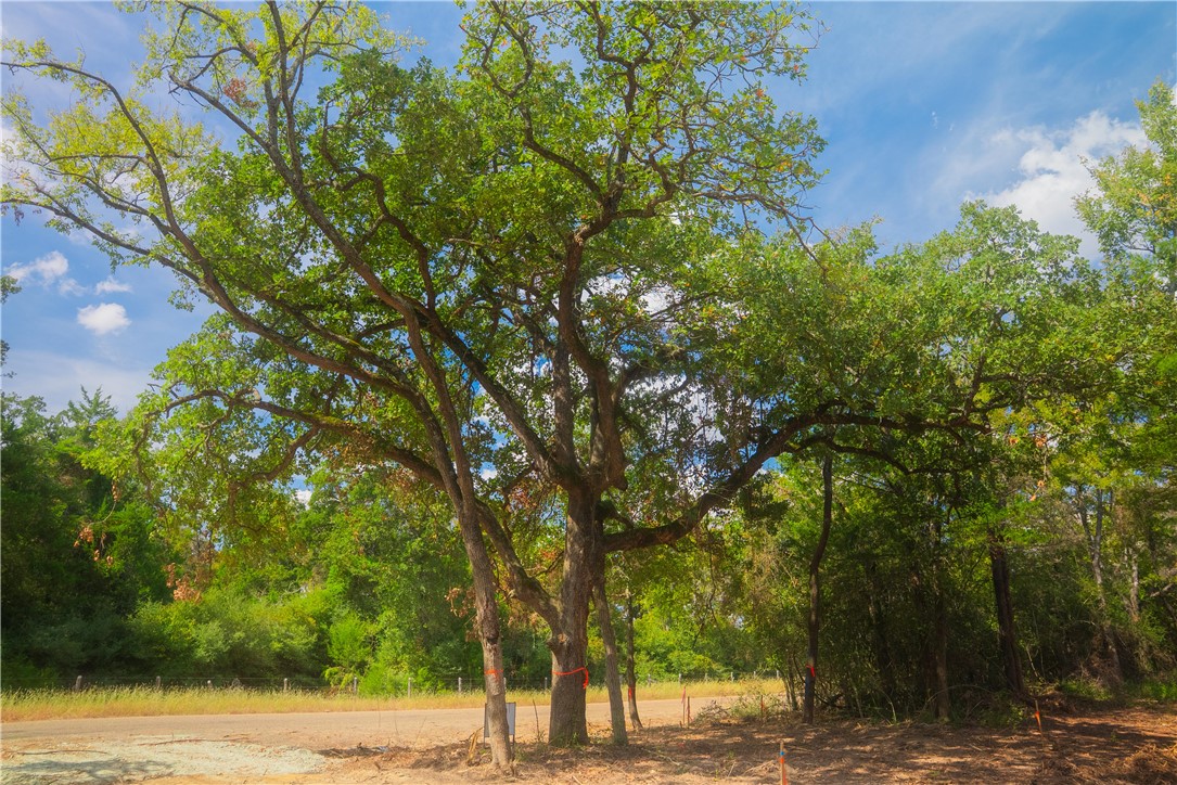 12608 Red Hill Road Hearne, TX 77859 - Photo 10 of 11 a view of a road with a tree
