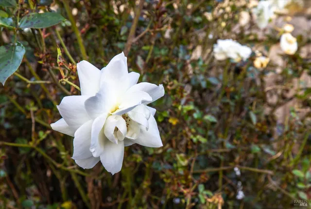 $729,000 | 1763 E Street, Napa, CA 94559