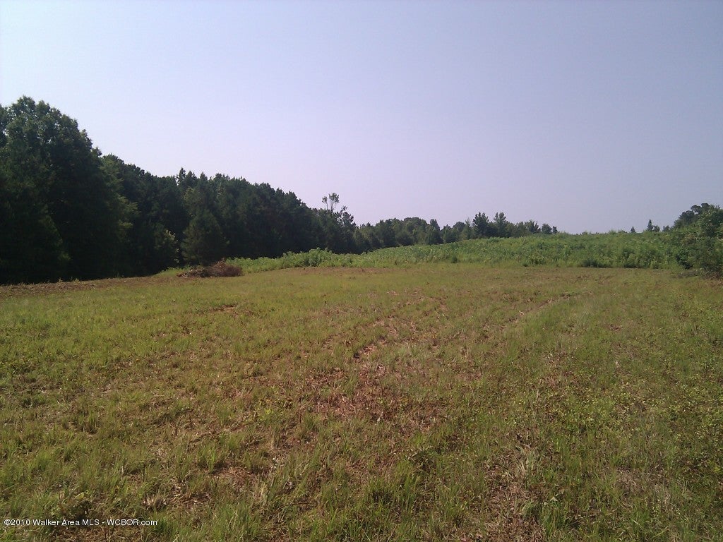 303 Hook Road Sulligent, AL 35586 - Photo 4 of 5 Open Field