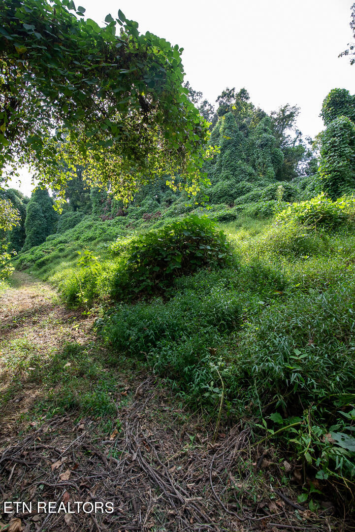 3696 Crown Point Road Louisville, TN 37777 - Photo 5 of 52 DSC_3229