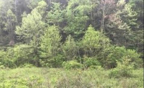 Wilhite Tract#6