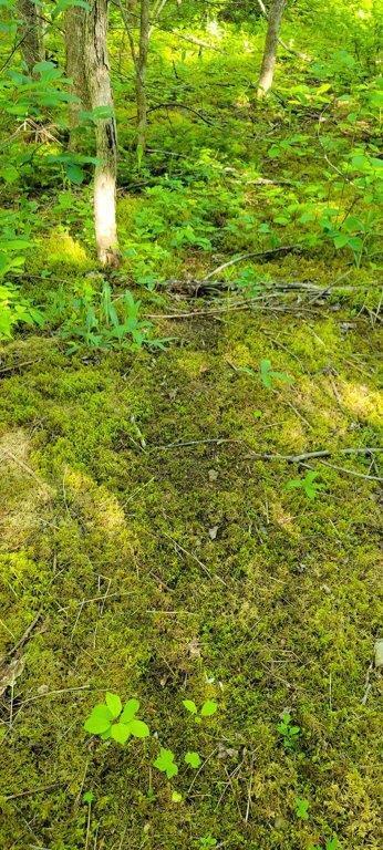 835 Gardner Creek Road Wade, ME 04786 - Photo 6 of 28 835 Gardner Creek Road (5)