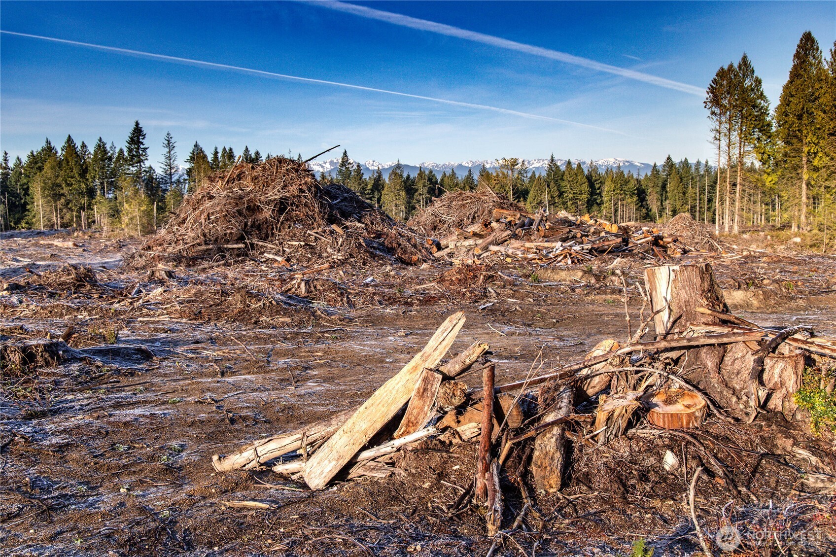 0 Northeast Mountain View Road Poulsbo, WA 98370 - Photo 17 of 17 a view of a yard with an tree