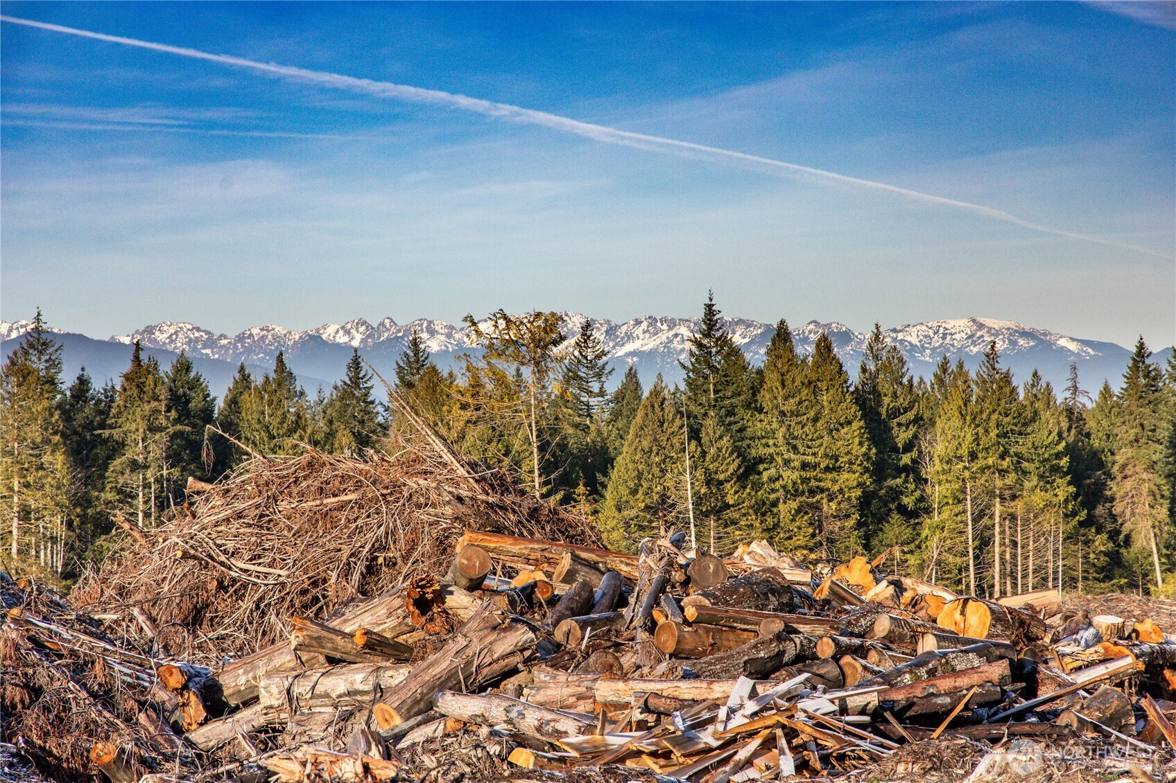 0 Northeast Mountain View Road Poulsbo, WA 98370 - Photo 6 of 17 a view of a forest