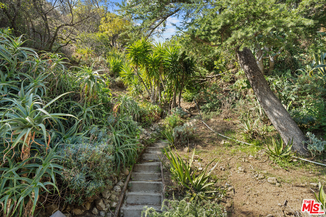 1853 Nichols Canyon Road Los Angeles, CA 90046 - Photo 41 of 48 a view of a garden with plants and large trees