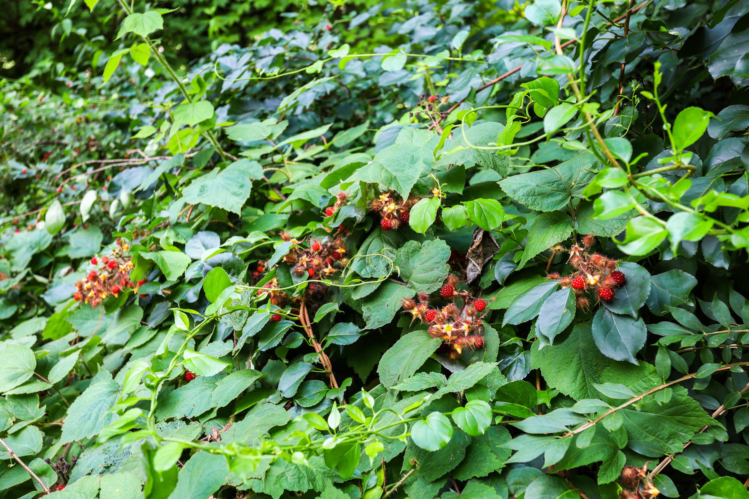 704 Valley Road New Canaan, CT 06840 - Photo 59 of 59 a view of flowers