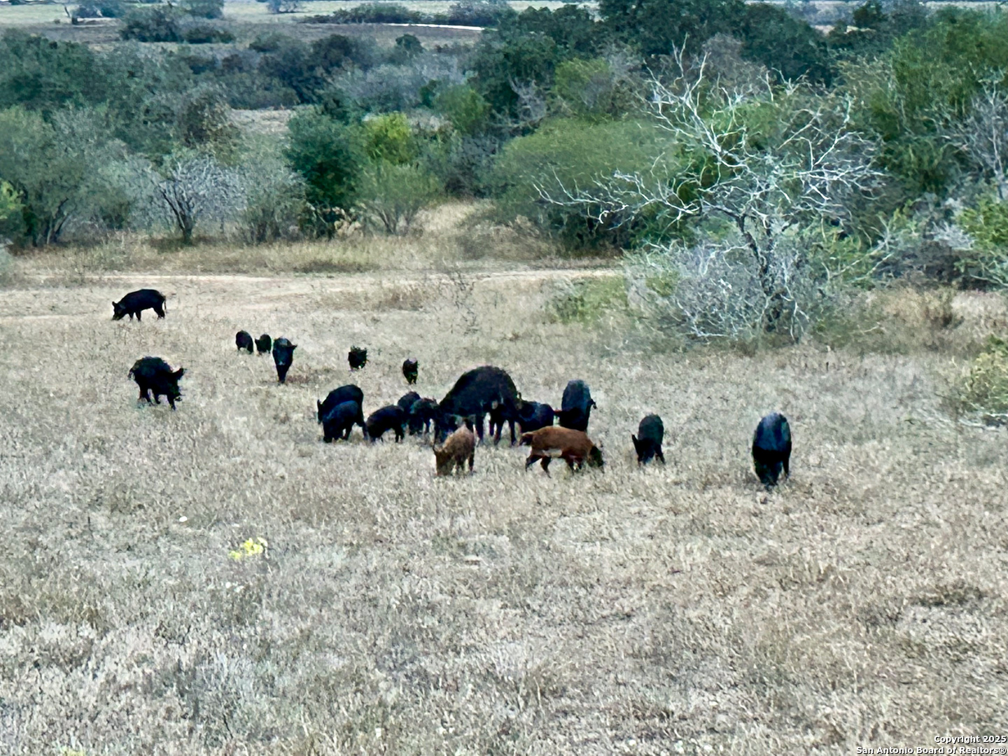 0 Rockhill Road Kenedy, TX 79119 - Photo 13 of 18
