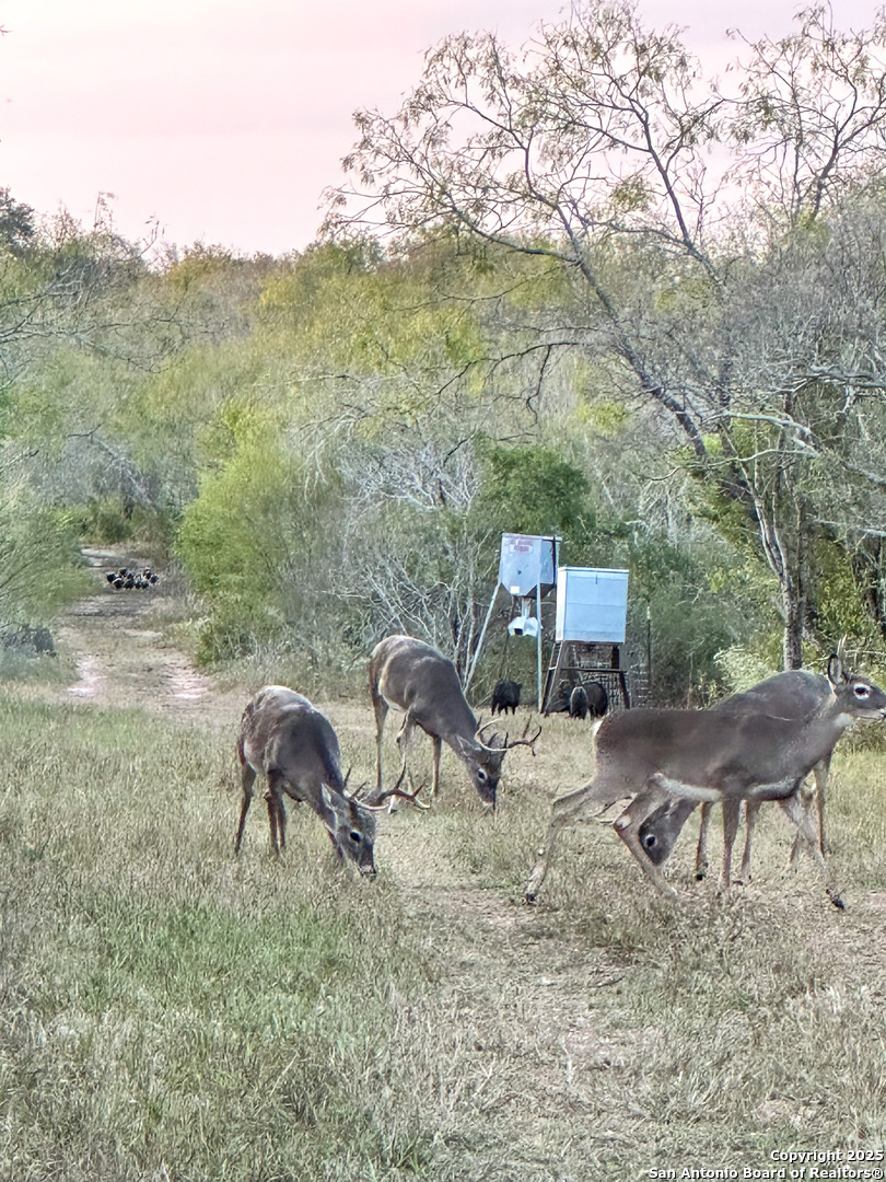 0 Rockhill Road Kenedy, TX 79119 - Photo 15 of 18