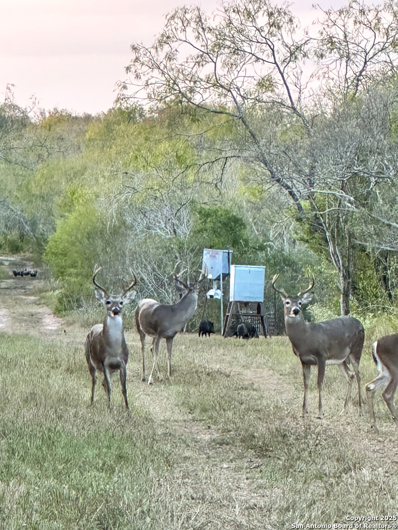 0 Rockhill Road Kenedy, TX 79119 - Photo 16 of 18