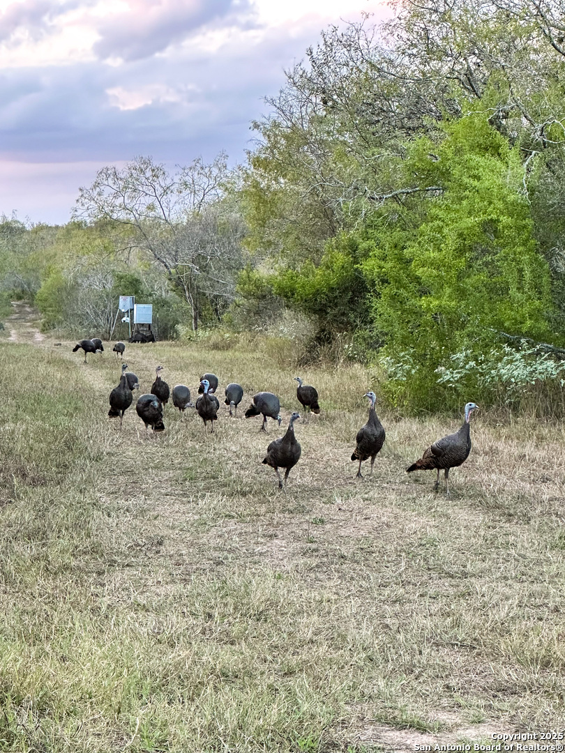 0 Rockhill Road Kenedy, TX 79119 - Photo 17 of 18