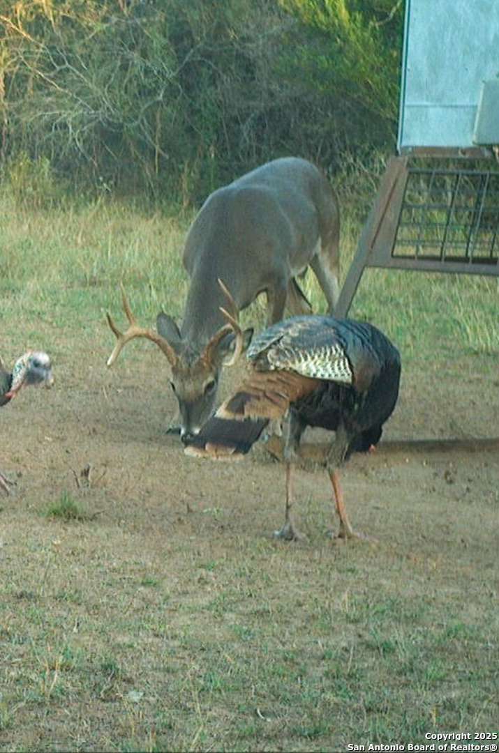 0 Rockhill Road Kenedy, TX 79119 - Photo 18 of 18